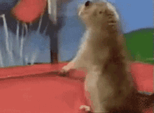 Yes Squirrel GIF - Yes Squirrel Look Back GIFs