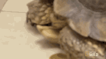 Tortoise Facts Lump Humps And Bumps GIF - Tortoise Facts Lump Humps And Bumps Resting GIFs