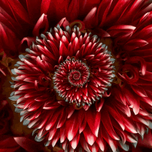 Flower Red GIF - Flower Red Endless GIFs