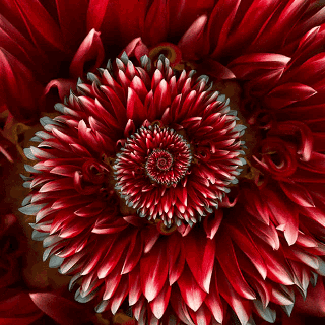 Flower Red GIF - Flower Red Endless - Discover & Share GIFs
