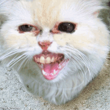 Cat Uwu GIF