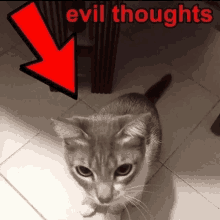 Evil Cat Cat GIF - Evil Cat Cat Evil Thoughts GIFs