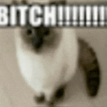 a cat is standing in front of a sign that says `` bitch ! ''