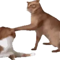 two cats are playing with each other and one is petting the other 's butt