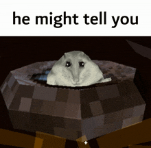a picture of a hamster with the words he might tell you on the bottom
