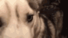 Dog Huskie GIF - Dog Huskie Clip GIFs