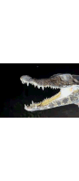 a person is holding a crocodile head in their hand .