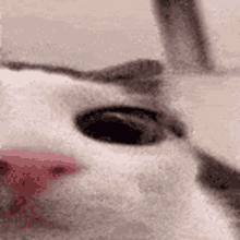 a close up of a cat 's face with a blurred background .