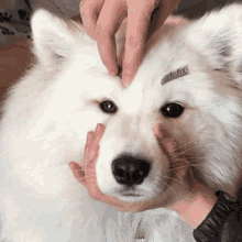 Dog Cute GIF - Dog Cute Eyebrows GIFs