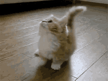 Cat Nervous GIF - Cat Nervous Anxious GIFs