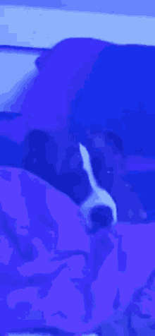 a dog is laying on a bed with a blue blanket .