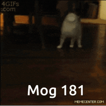 Mog Mogcat GIF - Mog Mogcat Mog 181 GIFs