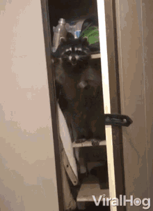 Surprise Raccoon Coming Out Of The Closet GIF