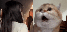 Takami Ayane Ch0ngyu GIF - Takami Ayane Ch0ngyu Takami Ayane Cat GIFs