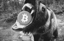 Bitcoin Bear GIF