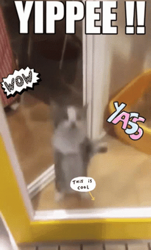Yippee Cat GIF - Yippee Cat Excited - Discover & Share GIFs