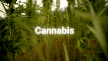 Marijuana Cannabis GIF - Marijuana Cannabis Weed GIFs