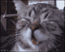 Laughing Kitty GIF - Laughing Kitty Cat GIFs