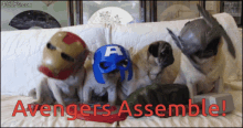 Pugs Avengers GIF - Pugs Avengers Marvel GIFs