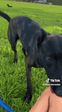 Dog Black Dog GIF - Dog Black Dog Tiktok GIFs