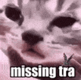 Tra Cry Cat GIF