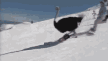 Struzzo Sciare Neve Andiamo A Sciare Sport GIF - Ostrich Ski Snow GIFs