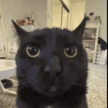 Cat Reaction GIF - Cat Reaction Cat Reaction GIFs