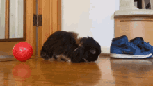 a black dog laying on the floor next to a pair of blue nike shoes