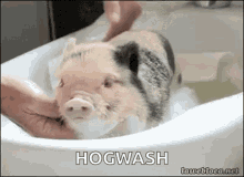 wash pig