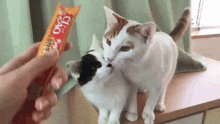 Cat Memes Cat Hug GIF - Cat Memes Cat Hug Love You Too GIFs