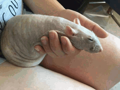Rat Ratpic GIF - Rat Ratpic Hairless rat - Discover & Share GIFs