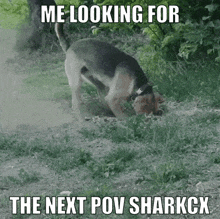 Sharkcx Pov GIF - Sharkcx Pov Pov Sharkcx GIFs