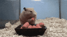 Whenever There'S Free Food At The Office GIF - Hamster Cute Full GIFs