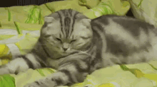 Catting Is A Tough Life GIF - Cat Tired Fall GIFs