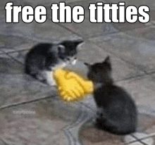 two kittens shaking hands with a yellow glove with the caption free the titties