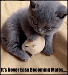 Hamsters Good Friends GIF - Hamsters Good Friends Mates GIFs