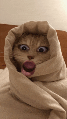 a cat wrapped in a blanket making a surprised face