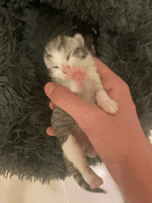 a person holds a small kitten in their hand