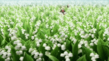 a field of lily of the valley flowers with a girl in the background