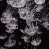 Jelly Fish GIF - Jelly Fish Jellyfish GIFs