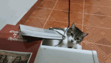 a cat is sitting next to a book that says " evangelio de jesus e seu apostolos "