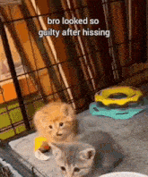 two kittens are sitting next to each other in a cage with a toy in the background .
