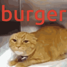 Burger Cat GIF - Burger Cat Nuulangrypro GIFs