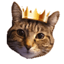 queen bingo royal cat