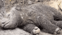 wake up sumatran rhinos are nearly gone new plan launched to save them world rhino day raise and shine get up