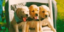 Lab Puppies GIF - Labrador Retriever Yellow Lab Labs Dogs GIFs