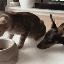 Cat Cat Food GIF - Cat Cat Food Dog GIFs