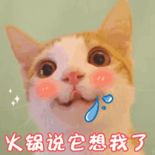 火锅，想吃火锅，馋，猫咪 GIF - Cat Kitten Hotpot GIFs