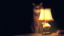 a cat sitting in front of a lamp that is lit up