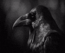 a black and white photo of a crow with the name kraalg